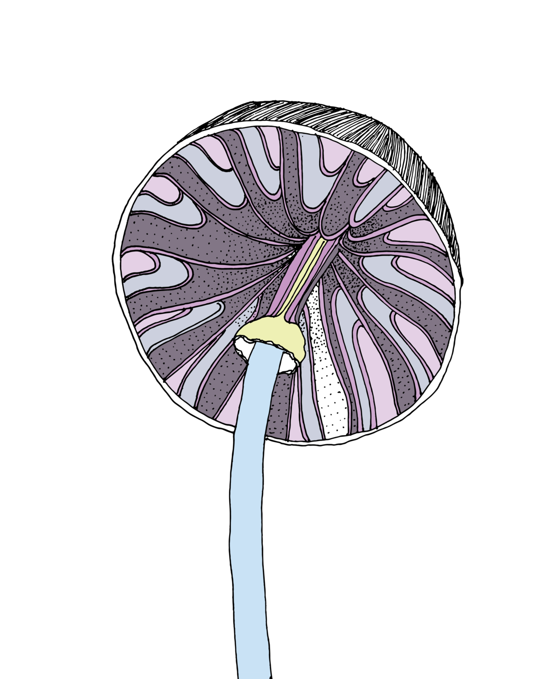 Ilustração Cogumelo