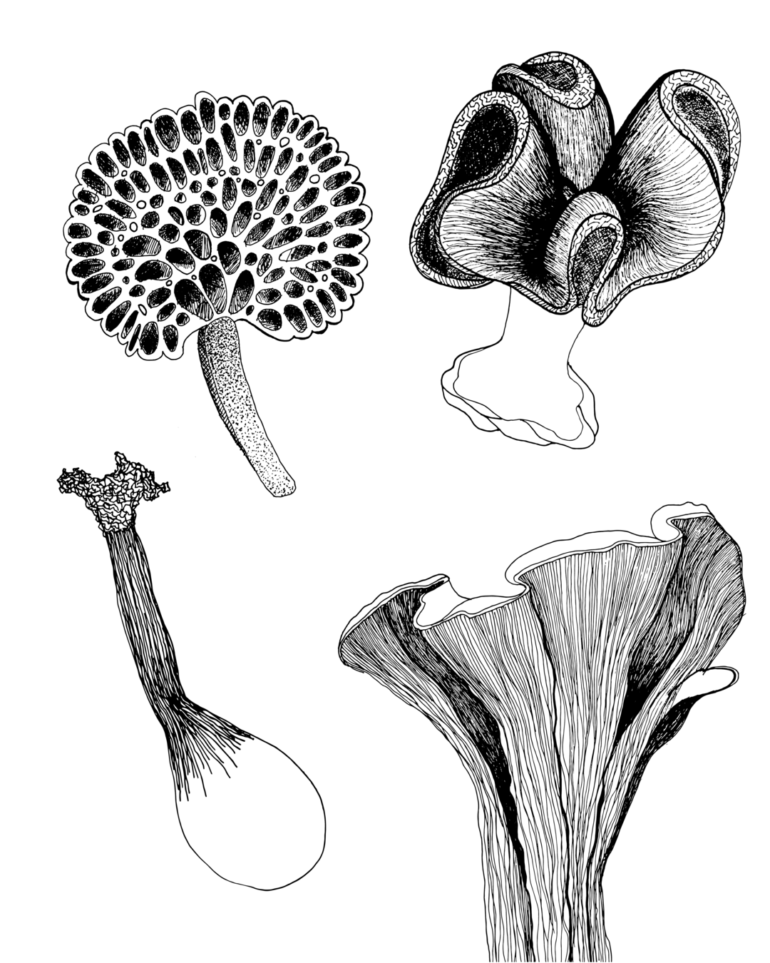 Ilustração Cogumelos