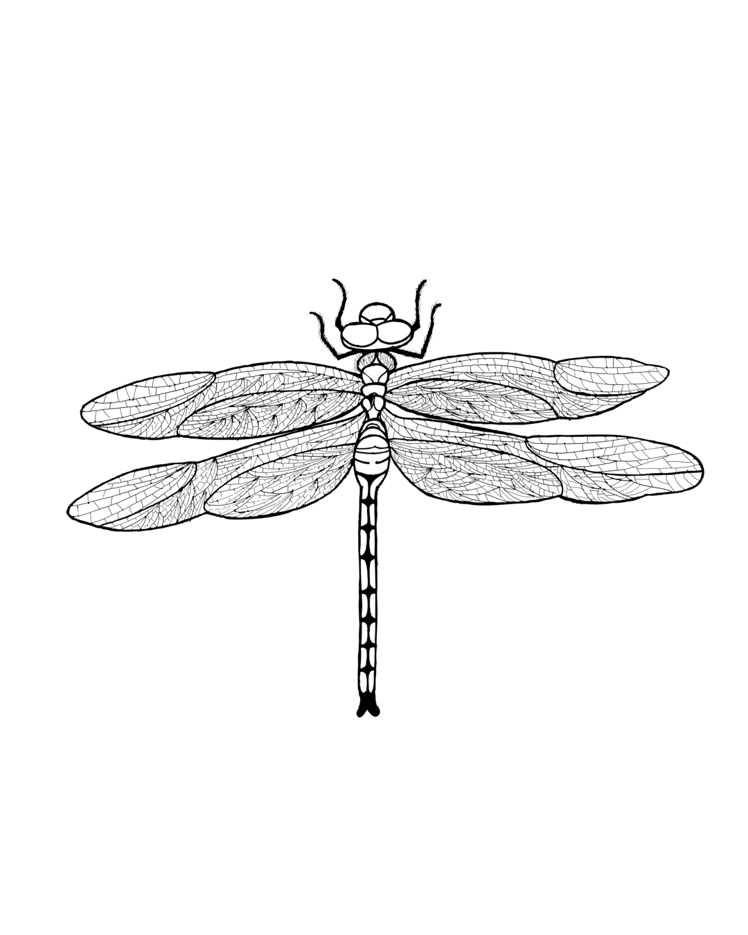 Ilustração Libélula